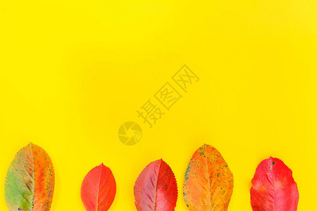 秋天花卉构成新鲜的多彩植物在潮流黄色背景中被孤立自然生态壁纸概念倒塌图片