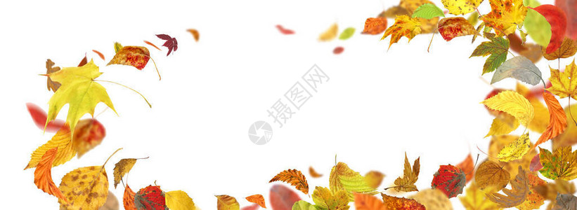 秋天的落叶上白色孤立秋天的落叶在地上图片