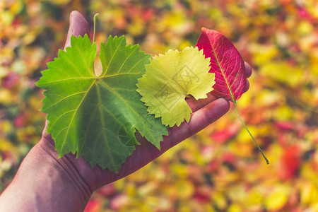 秋叶的树叶秋季节图片