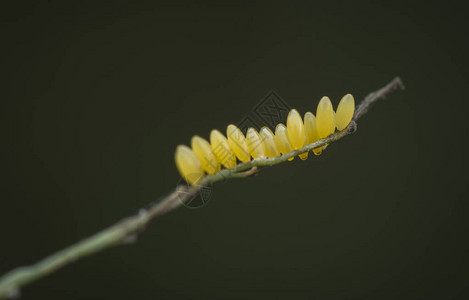 与细小的coccinellid图片