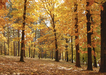 公园中长秋树棕黄色和橙色树图片