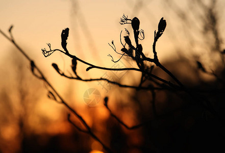 落日的天空前有小叶子的树枝图片