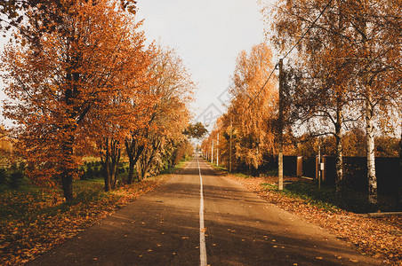 秋季天的高速公路延伸至远处旁边有叶子和图片