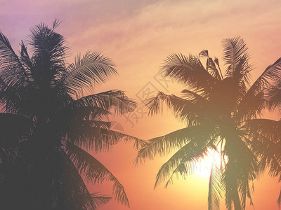 剪影椰子叶树在日落戏剧天空的夏天海滩上图片