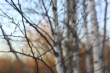 春天日落背景上白桦树枝的剪影图片