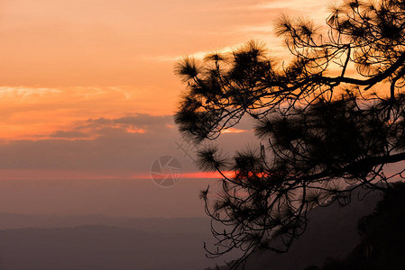 山上松树的剪影与日落图片