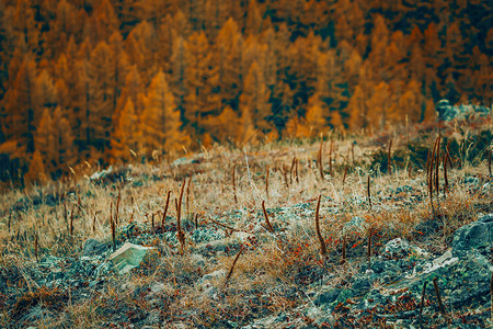在山的秋天季节黄色森林图片