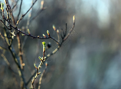 春天森林中绿叶的树枝剪影图片