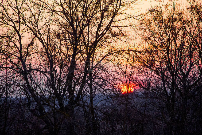 日落在农村夜空背景的树木轮光环绕图片