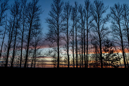 美丽的日落在苗条树的幕后背景和纹理图片
