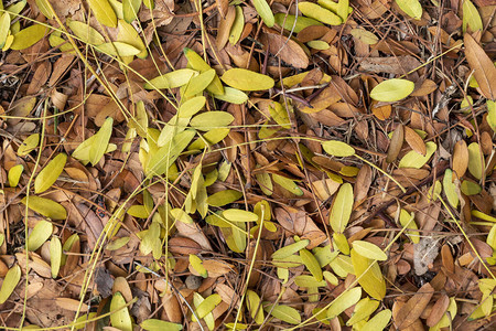 由躺在地上的黄色和棕色秋叶创造的纹理图片