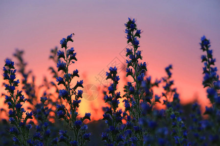 夕阳天空背景下的野花草甸图片