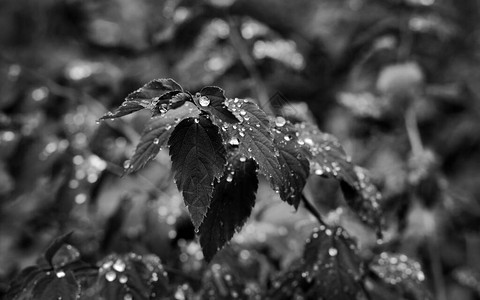 秋天灌木特写镜头的叶子上的雨滴图片