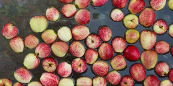 水中的苹果水表面有很多苹果图片