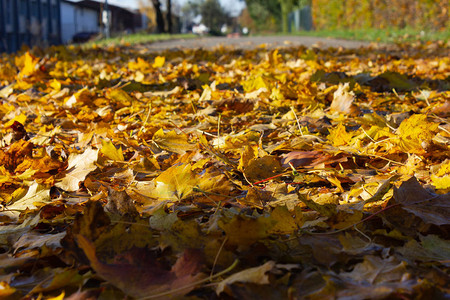 南德人行道上的秋叶五颜六色的树叶图片