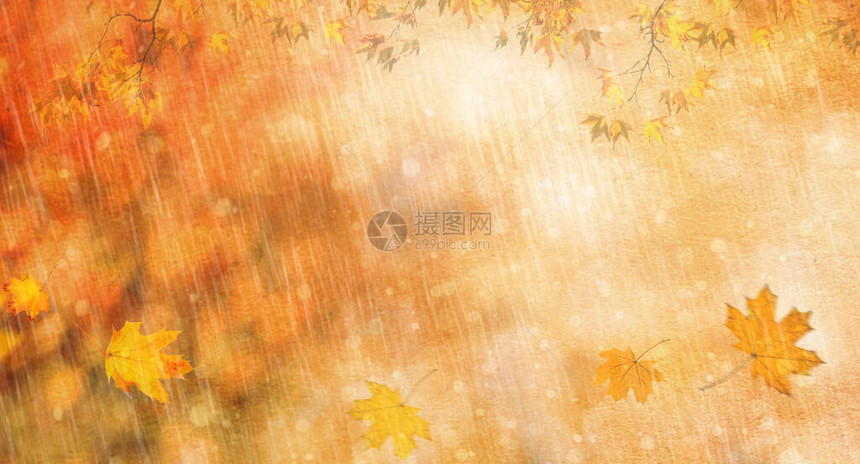 橙色的落叶和雨秋天的自然本底图片