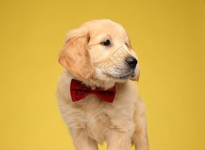 高雅的拉布多采集器小狗穿着领仰望着黄背景图片