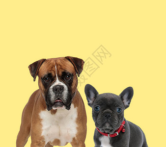 旁边是一只小法国斗牛犬狗身穿红色领背黄图片