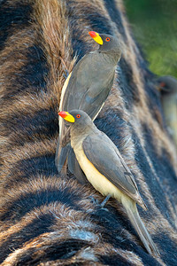 站在Masai长颈鹿上图片