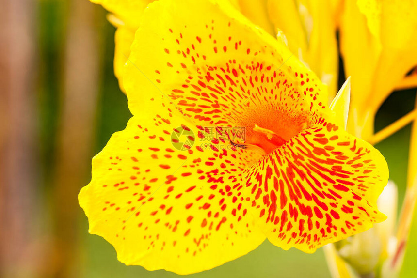 含橙色或红色喷洒的黄色鲜黄花瓣可图片