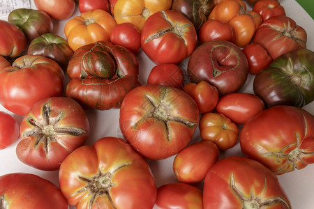 几种不同的新鲜有机西红柿背景图片