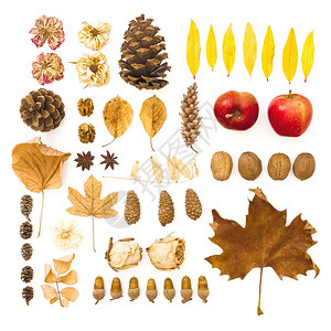 秋季作文白色背景上的干叶花核桃松果感恩节的概念图片
