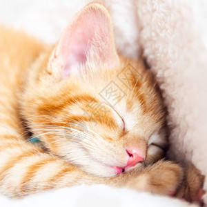 可爱的小姜猫睡在白色柔软的猫床上背景图片