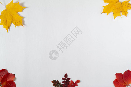 秋天的树叶和植物在白色背景的框架边缘横幅和季节销售的模板平躺图片