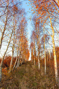 日落时金色的秋天桦树林图片