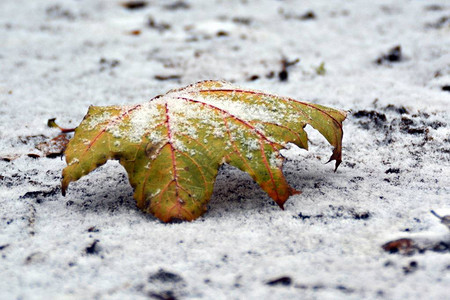 雪叶的特写视图图片