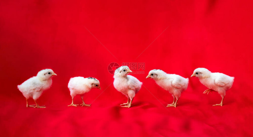 5个小汉堡鸡肉摊在红布背景图片