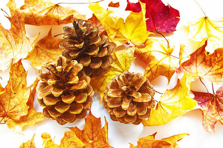 秋天的树叶和金锥子背景多图片