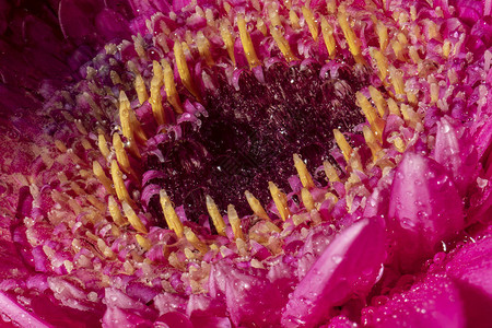 有水滴的Gerbera花朵宏观镜头图片