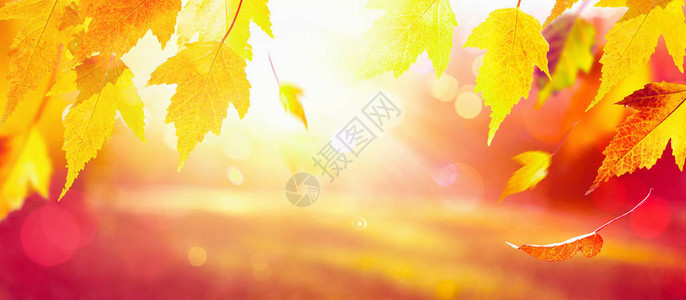 秋花叶自然多彩背景的图片
