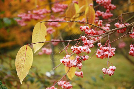 秋叶和红白花在10月的阿伯雷顿秋天图片