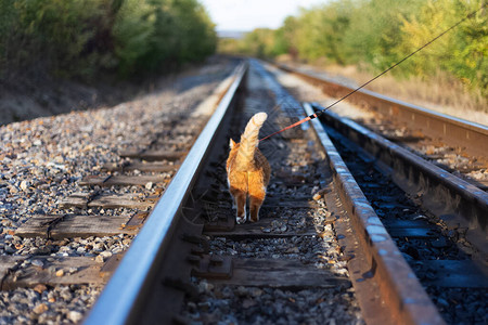 红白猫第一次上铁路图片