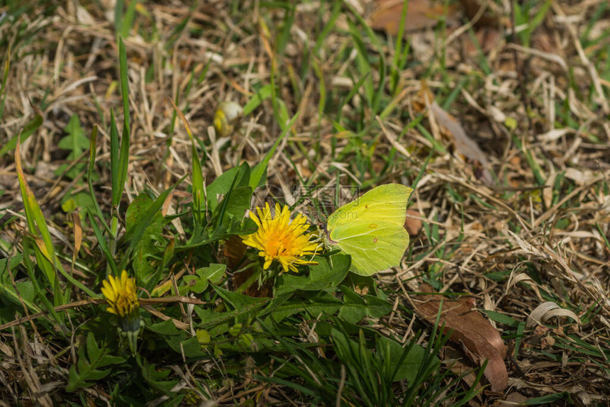 在太阳下森林地板上花朵上的蝴蝶图片