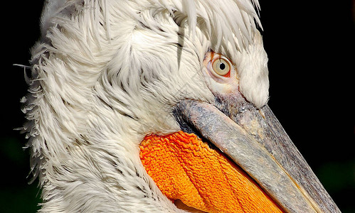 鸟的头像白色和橙色的鹦鹉图片