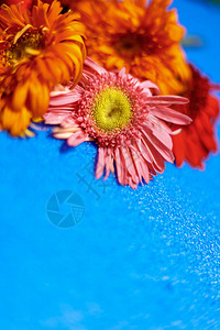淡蓝色背景上的花朵A图片