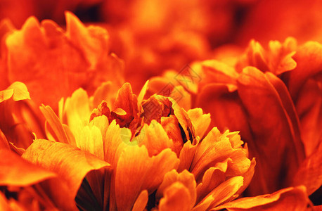 一朵橙色花的抽象瓣在太阳的图片