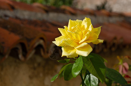 紧贴一朵黄玫瑰在下午深夜的阳光下亲吻就在被屋顶砖覆盖图片