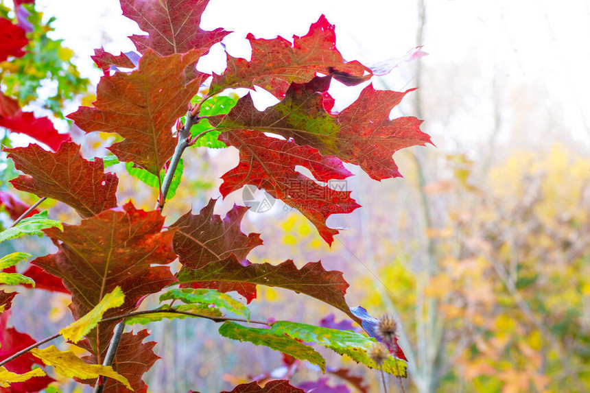 一枝红橡树浅色背景上有着如画的秋叶图片