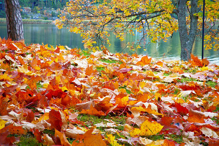 秋天的彩色枫叶很好地传达秋天的心情在地面上关闭橙色叶子图片