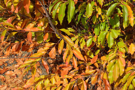 森林中的灌木和秋叶图片