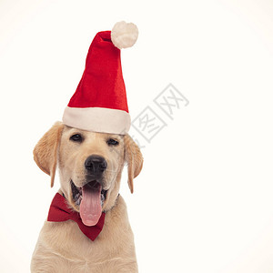 优雅的圣诞老人拉布多猎犬小狗在白色背图片