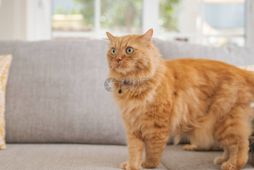 美丽的姜长毛猫躺在沙发上在家阳图片