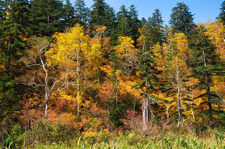 北海道的秋叶图片