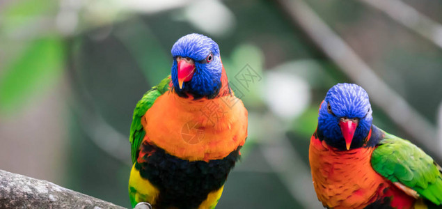 彩虹澳洲鹦鹉有非常明亮的羽毛图片