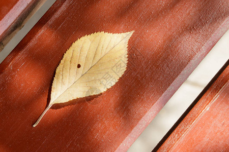 黄色秋叶上有个洞躺在一个漆成木漆的红褐图片