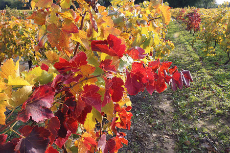 南法国秋季葡萄园的红叶和黄叶图片